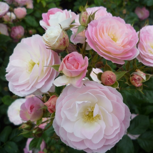 Biały z delikatnie różowymi brzegami - róże parkowe